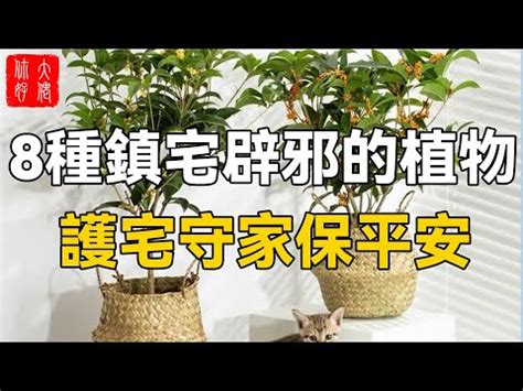 擋煞避邪|鬼月「避邪植物」推薦這5種！「抹草」沐浴可趨吉避。